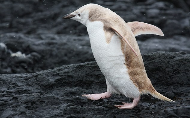 Theo tìm hiểu của nhà tự nhiên học trên tàu thám hiểm Lindblad Expeditions của Hội địa lý quốc gia Mỹ (National Geographic), đây là một con chim cánh cụt trắng khiếm khuyết toàn sắc (leucistic penguin) chứ không phải một con chim cánh cụt bị bạch tạng vì màu mắt của nó vẫn bình thường.