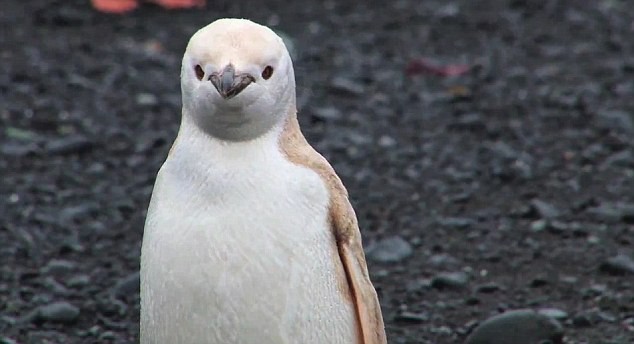 Dyan deNapoli, một chuyên gia về chim cánh cụt và tác giả của cuốn "The Great Penguin Rescue" cho biết, tỷ lệ xuất hiện một con chim cánh cụt trắng như thế này trong tự nhiên là 1/146.000 con.