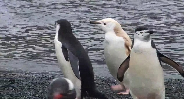 Chim cánh cụt khiếm khuyết toàn sắc, đôi khi được gọi là chim cánh cụt mang chứng bạch tạng, có mức độ hình thành sắc tố bị suy giảm nhưng được tách biệt so với loài bạch tạng vì mắt chúng có màu sắc.