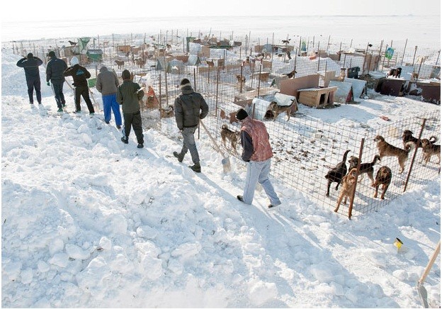 Các tù nhân tại nhà tù Jilava mang xẻng để xúc tuyết phủ kín một trung tâm lưu trữ chó lạc ở Glina, Romania
