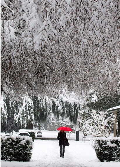 Chiếc ô đỏ nổi bật giữa rừng cây tuyết trắng ở Cimetiere des Rois, Geneva