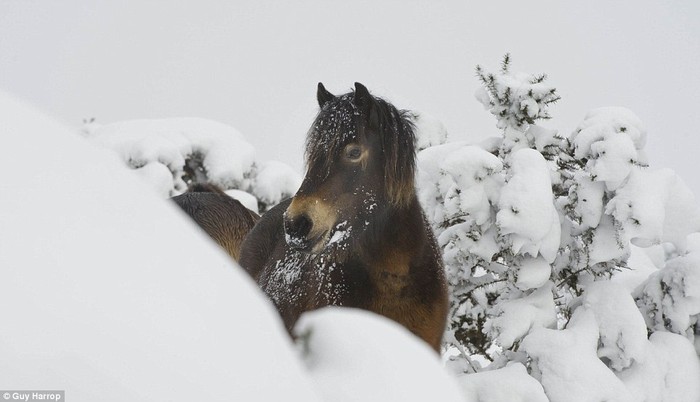 Con ngựa con đang ăn cỏ nổi bật trong tuyết