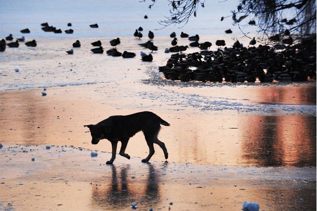 Chó đi dạo trên mặt hồ đóng băng tại công viên Bucharest, Romania trong ngày nhiệt độ giảm xuống -27 độ C
