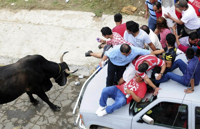 Đám người hoảng loạn bỏ chạy leo lên đầu một chiếc xe để tránh sự truy đuổi của một con bò tót hung dữ tại lễ hội thường niên Candlemas ở Tlacotalpan, Mexico ngày 1/2.