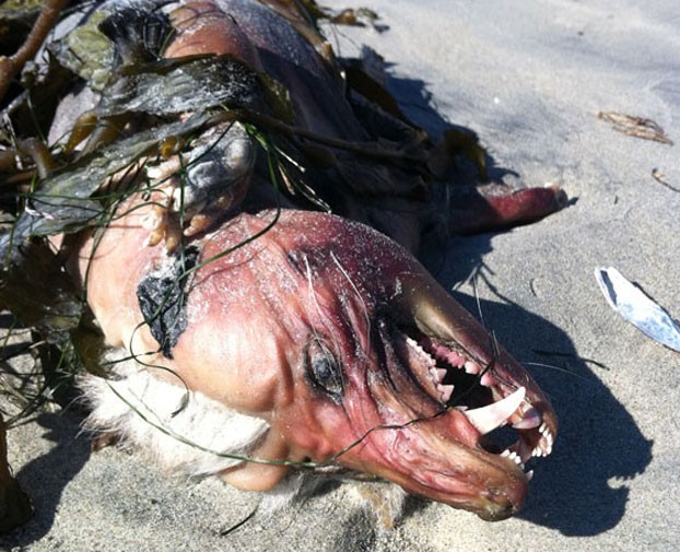 Xác quái thú trên bãi biển San Diego được cho là của quái thú huyền thoại Chupacabra