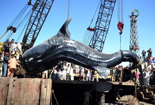 Đám đông dân địa phương tụ tập tại cảng Karachi xem cảnh con cá nặng 8 tấn được đưa lên bờ cho biết, đây là một trong những con cá lớn nhất mà ngư dân ở đây từng bắt được.