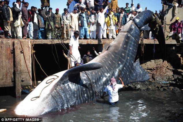 Theo các nhân chứng, con cá mập voi này được phát hiện nổi lên mặt nước 10 ngày trước tại vùng biển cách bờ khoảng 144 km.