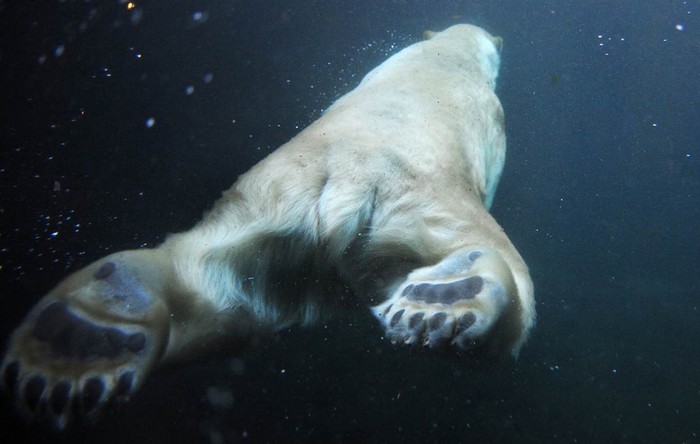 Gấu Bắc Cực trong một hồ bơi tại sở thú ở Hanover, miền bắc nước Đức ngày 8/2.
