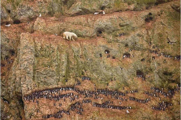 Jenny E. Ross của Mỹ đã giành giải nhất chủ đề "Nature Singles" với tác phẩm gấu bắc cực leo trên vách đá chênh vênh tại Ostrova Oranskie ở miền bắc Novaya Zemlya, Nga để bắt trứng chim cánh cụt.