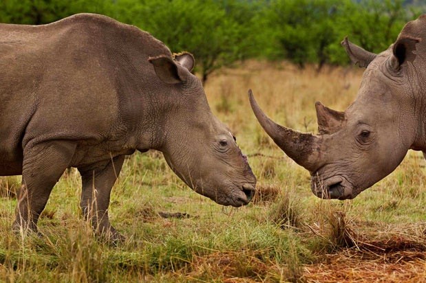 Brent Stirton (Nam Phi) của National Geographic giành giải nhất "Nature Stories" cho bức ảnh "Cuộc chiến của những con tê giác".