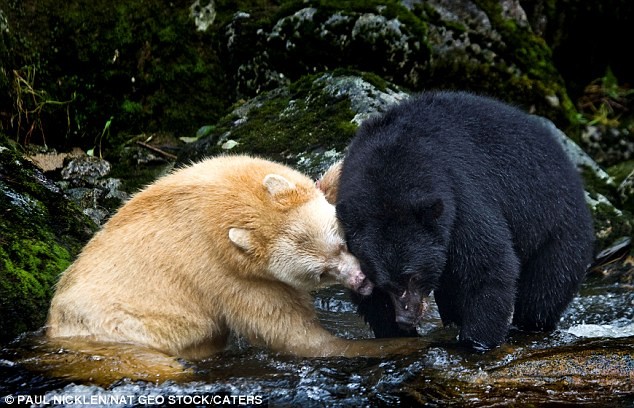 Con gấu đen lông trắng này vốn được coi là một sinh vật huyền thoại và được người dân bản địa gọi là gấu thần linh hay gấu Kermode.
