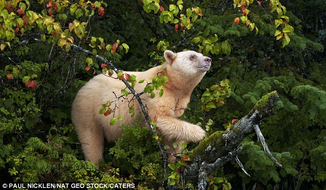 Do đó, việc phát hiện ra sự tồn tại của con gấu đen có bộ lông trắng đặc biệt này tại một khu rừng rậm rạp ở British Columbia ở Canada đã thu hút sự quan tâm của rất nhiều nhiếp ảnh gia động vật hoang dã từ khắp nơi trên thế giới.