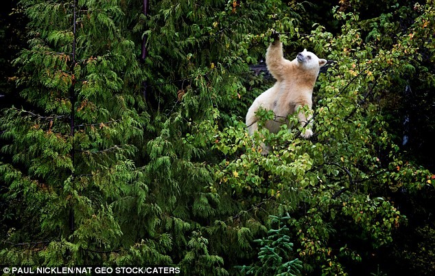 Rất nhiều nhiếp ảnh gia đã tới khu rừng tìm con gấu nhưng chỉ có duy nhất nhiếp ảnh gia Paul Nicklen là đạt được cơ hội đó sau 2 tháng ăn chực nằm chờ trong rừng.