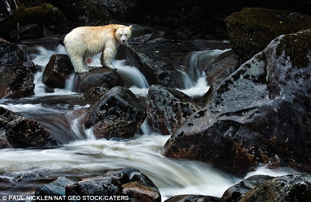 Nhiếp ảnh gia 43 tuổi đến từ Vancouver cho biết, "con gấu này có một màu lông trắng tinh khiết đến tuyệt vời. Nó không phải là gấu bắc cực mà là một trong 200 con gấu cùng loại đang sống trên Trái Đất. Nó còn hiếm hơn cả gấu trúc".