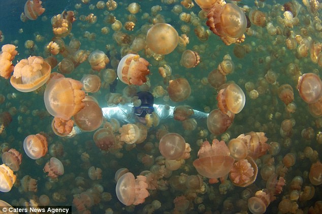 Những con sứa bị mắc kẹt ở hồ Sứa đã sống một cách yên bình không có kẻ thù, sinh sôi nảy nở nhanh chóng và ước tính hiện có 8 triệu con đang sống tại đây.