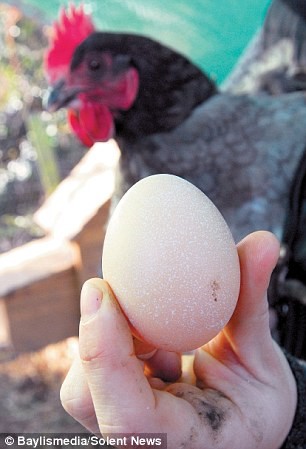 Gà Rosie và quả trứng dự báo có tuyết rơi