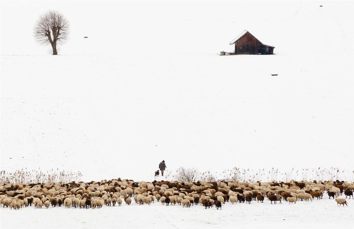 Markus Nyffeler dẫn đàn cừu băng qua cánh đồng tuyết ở Muehlethurnen, Thụy Sĩ ngày 15/2.