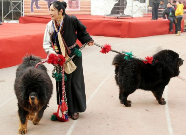 Hơn 1.000 con Ngao Tạng đã tới tham gia hội chợ