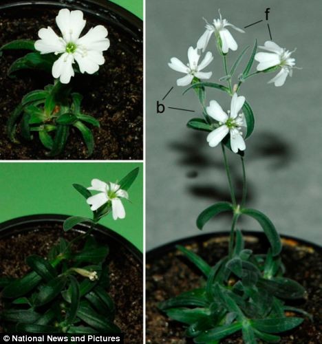 Hoa Silene stenophylla được hồi sinh trong phòng thí nghiệm tại Moscow