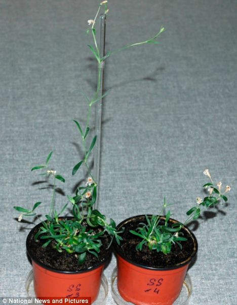 Hoa Silene stenophylla mọc ở kỷ băng hà từ khoảng 31.500 tới 32.100 năm trước