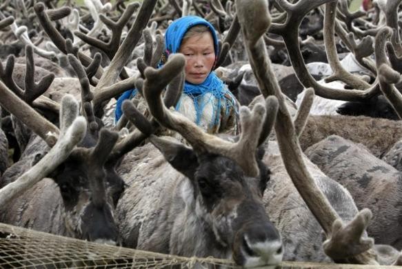 Phụ nữ Nenets chăm sóc hươu trên bán đảo Yamal