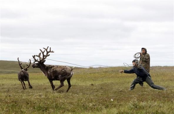 Đàn ông Nenets tập săn bắt hươu trên bán đảo Yamal