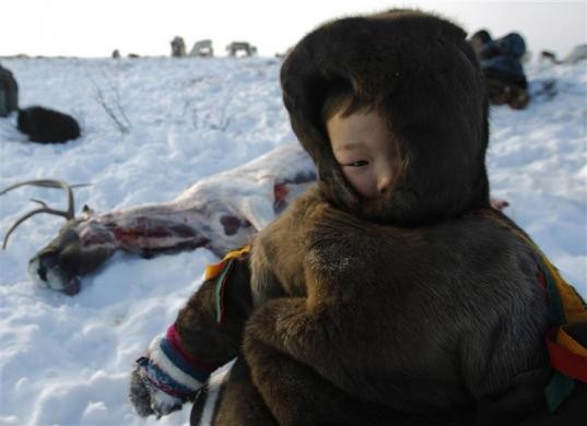 Bé Viktor Lednev, 5 tuổi, ngồi trong tuyết gần một con tuần lộc đã bị giết