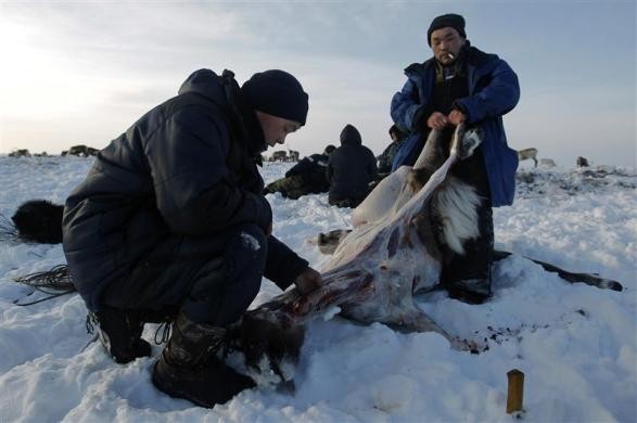 Alexei Lednev, 18 tuổi (trái) làm thịt một con tuần lộc.