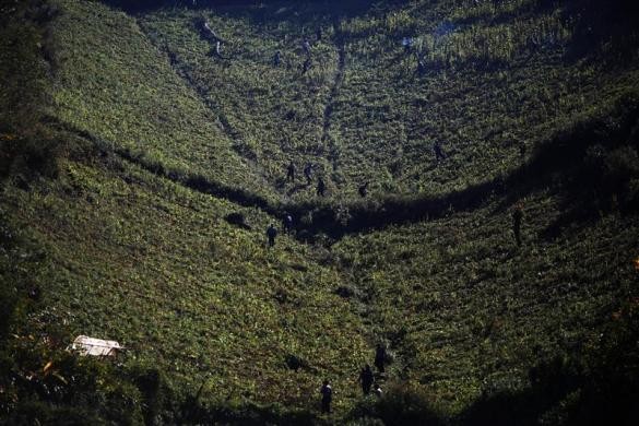 Cảnh sát và dân địa phương cùng phá hủy cánh đồng trồng thuốc phiện rộng lớn được phát hiện tại làng Tar-pu ngày 27/1/2012.