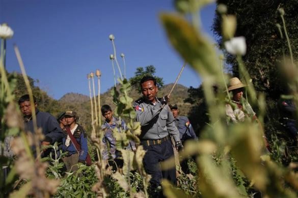 Cảnh sát Myanmar dùng gậy tiêu hủy cánh đồng thuốc phiện tại làng Ho Hwayt ngày 26/1/2012.