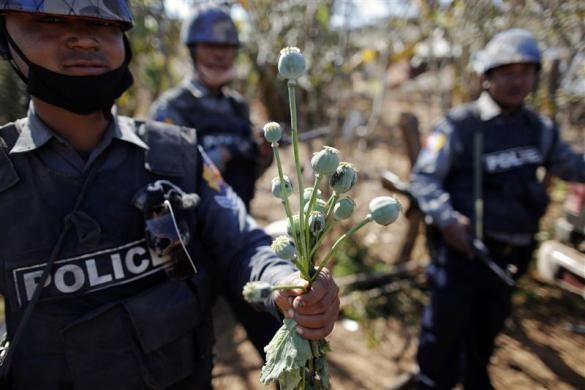 Một viên cảnh sát cầm nắm cây thuốc phiện sau khi bị phá bỏ tại làng Tar-pu ngày 26/1/2012.