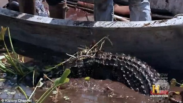 Con cá sấu bắt đầu hồi sinh khi được kéo lên mép nước