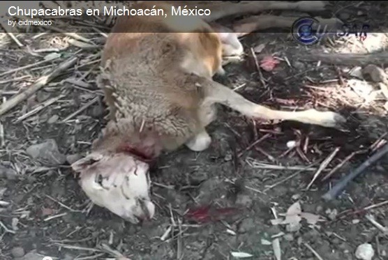Một trong số những con cừu vừa mới chết tại Mexico
