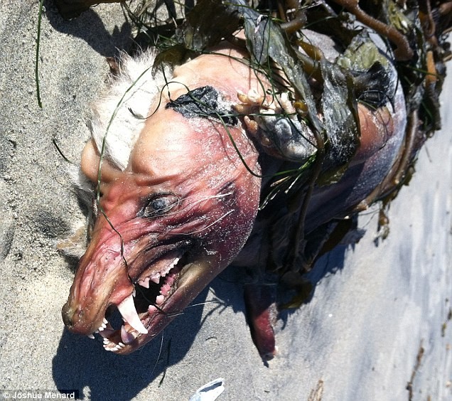 Một sinh vật lạ được cho là chupacabra do một thanh niên 19 tuổi tìm thấy trên bãi biển ở San Diego hồi tháng trước.