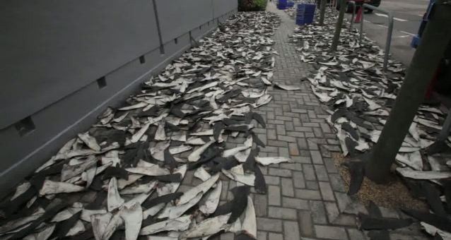 Vây cá mập bị bắt gặp phơi khô trên hè phố ở Hong Kong
