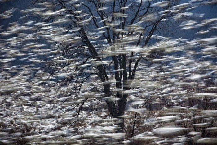 Một đàn ngỗng tuyết hoang dã khoảng 30.000 con bay lượn ở trung tâm hoang dã Creek, gần Kleinfeltersville, bang Pennsylvania ngày 7/3 trước khi bay về miền bắc để sinh sản.