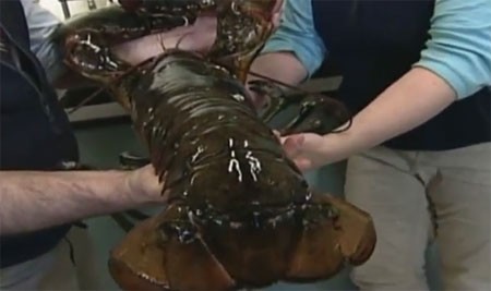 Con tôm hùm nặng 12 kg được bắt tại bang Maine, Mỹ tháng 2/2012