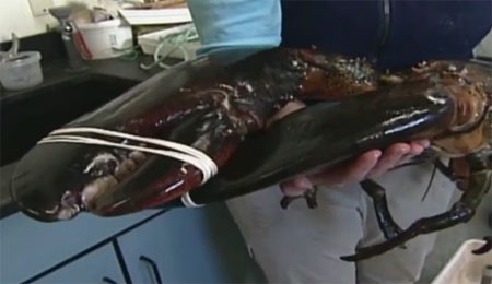 Con tôm hùm nặng 12 kg được bắt tại bang Maine, Mỹ tháng 2/2012
