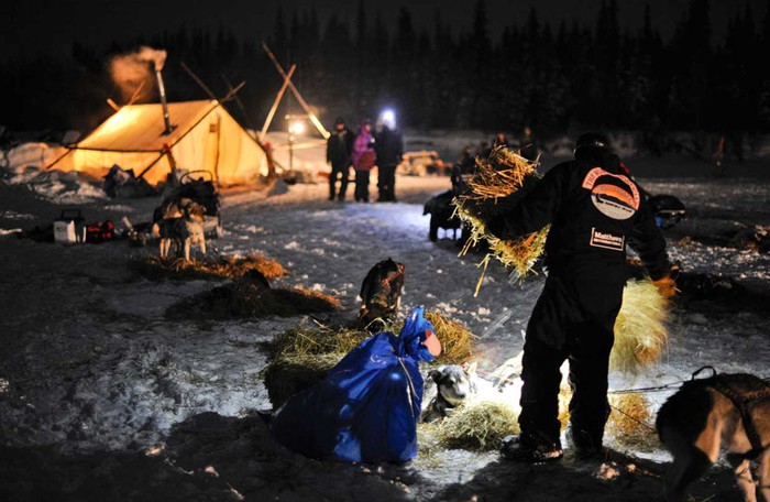 Musher Scott Janssen dùng cỏ khô ủ ấm cho những chú chó kéo xe của mình tại Nikolai, Alaska đêm ngày 6/3.