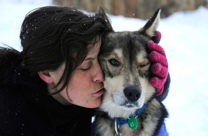 Karin Hendrickson âu yếm thủ lĩnh dẫn đầu đội chó đua của cô tại Takotna, Alaska ngày 8/3.