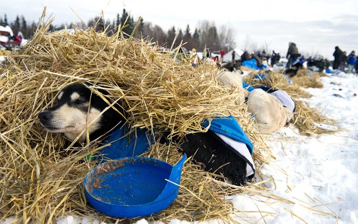 Toby, con chó dẫn đầu đoàn xe của Nicolas Petit nghỉ ngơi cạnh đống cỏ khô ở Nikolai, Alaska hôm 6/3.
