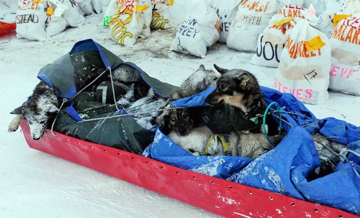 Những chú chó thuộc đoàn đua của Jeff King, người 4 lần vô đích cuộc thi, nằm ủ ấm trong xe trượt tuyết tại Unalakleet, Alaska ngày 11/3.