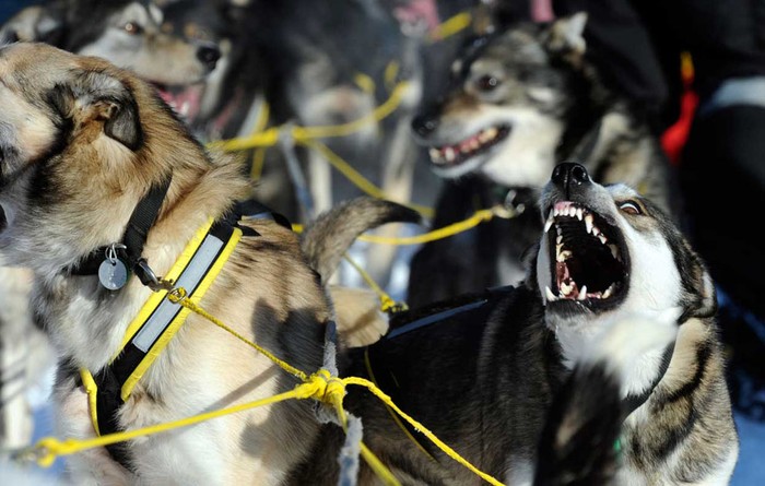 Một con chó cất tiếng sủa báo hiệu chặng đua mới bắt đầu ở Willow, Alaska ngày 4/3.