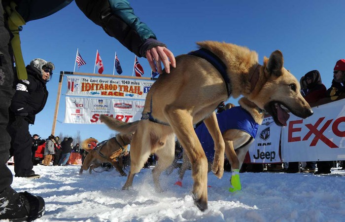 Con chó dẫn đầu đội chó kéo của Pat Moon từ chối cú chạm tại vạch xuất phát ở Willow, Alaska ngày 4/3.