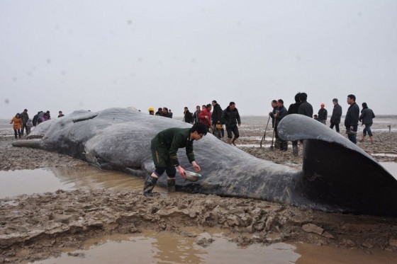 Lực lượng cứu hộ cố tưới nước giữ ẩm cho những con cá voi bị mắc kẹt trước khi chúng chết