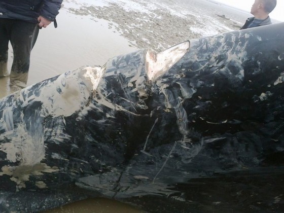 Phần đuôi đã bị cắt mất mấy mảng thịt của con cá voi