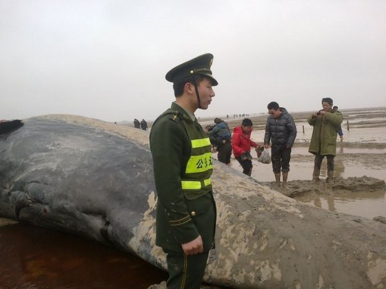 Cảnh sát địa phương trông coi xác cá voi