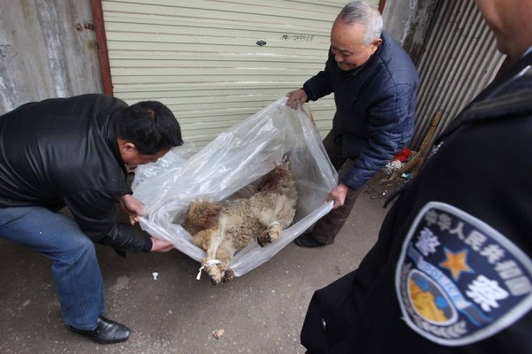 Trước đó, ngày 19/3, cảnh sát địa phương bắn chết một con sói xám sau cuộc truy đuổi trên đoạn đường dài 20 km.