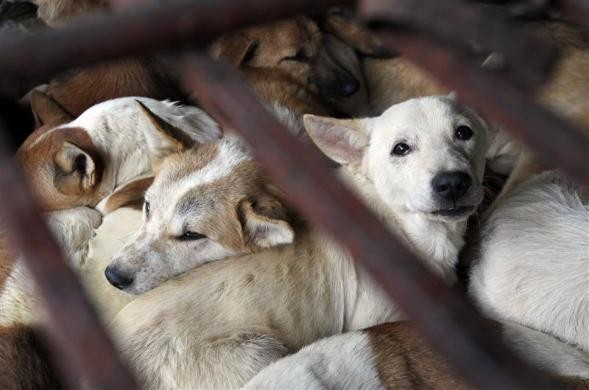 Những con chó bị nhốt trong lồng chờ tiêu thụ tại một quán bán thịt chó ở làng Dương Nội, ngoại thành Hà Nội ngày 16/12/2011