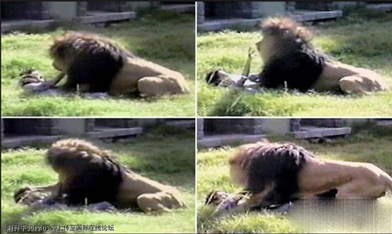Một người đàn ông kém may mắn đang nố chống lại nanh vuốt của con sư tử to lớn trong vườn thú ở Buenos Aires.